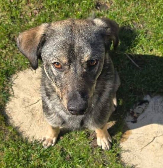 14 kg, 1, 5 roczny Tymek adopcja za darmo oddam