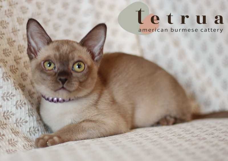 Девчулька американской бурмы!