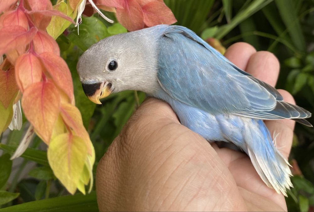 Agapornis domesticado