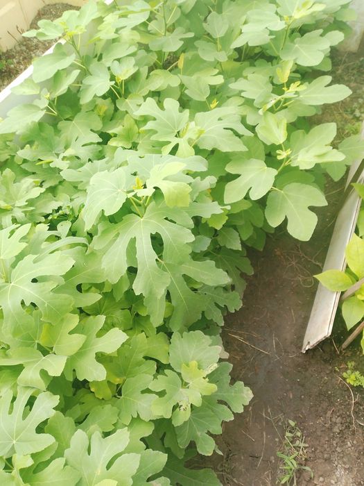 Продам саженцы хурмы а также есть плодовые деревья