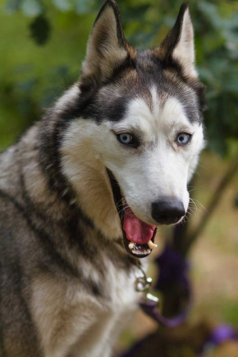 Nessi haszczy wulkan energii szuka aktywnego opiekuna - suczka husky adopcja