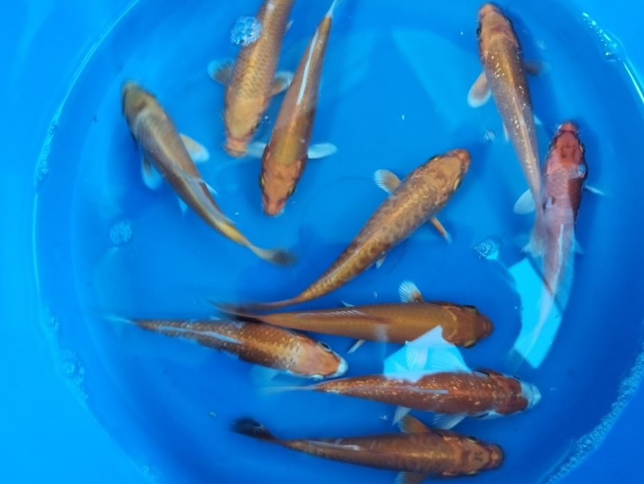 Carpas koi 12 a 14cm "promoção"
