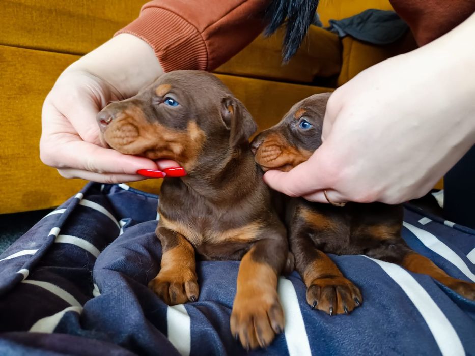Doberman Chłopcy