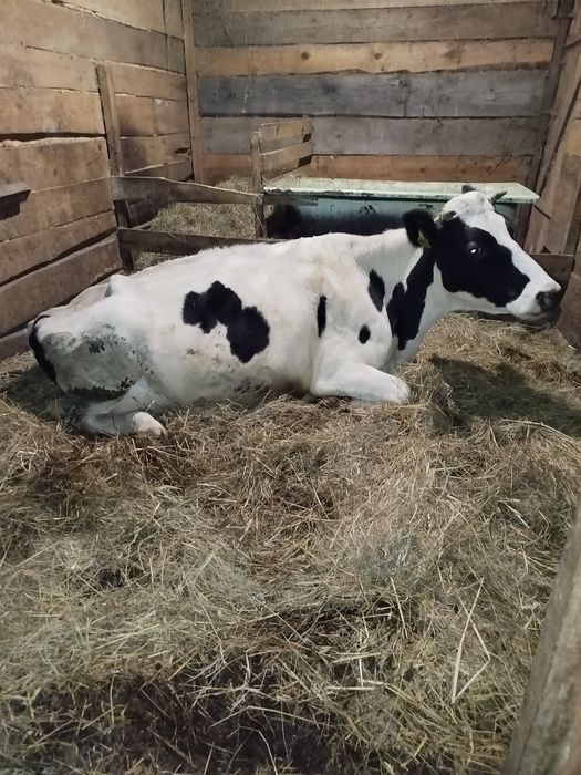 Продам класну корову