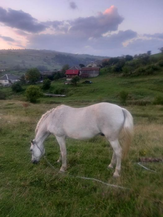 Продається добре заучений кінь