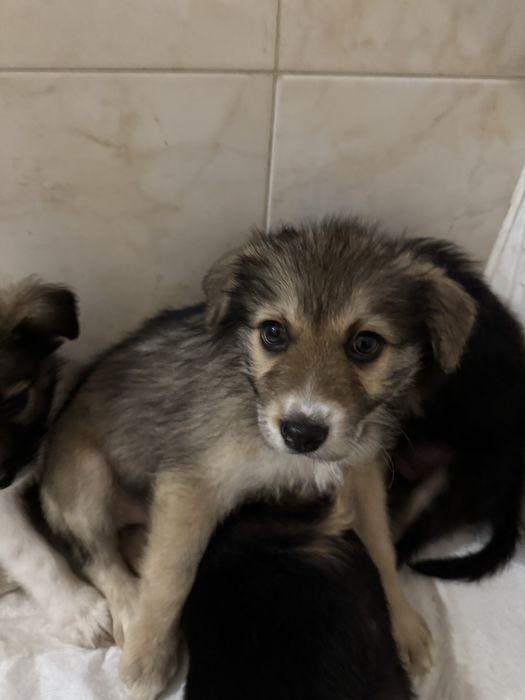 Отдам в хорошие и добрые руки