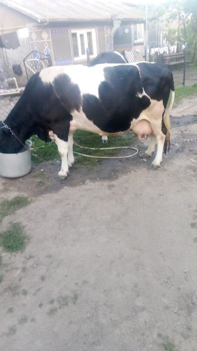 Продам добру корову