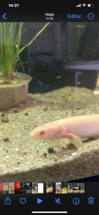 Polypterus  albinos  15 centimetros