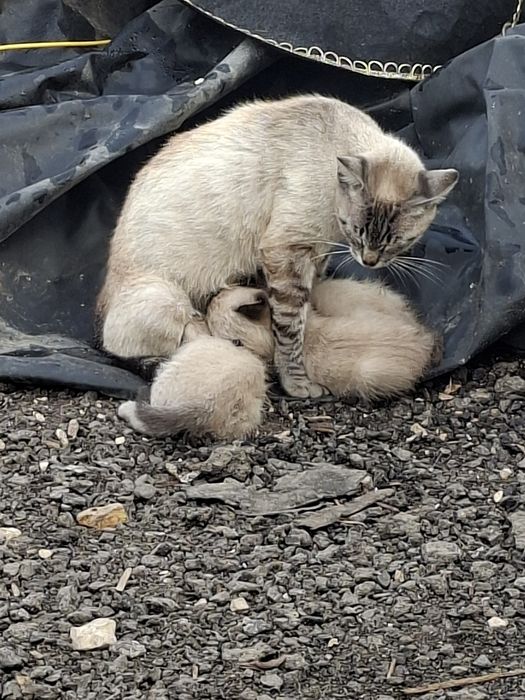 Ofereco gatinhos ciameses  igem por telefone