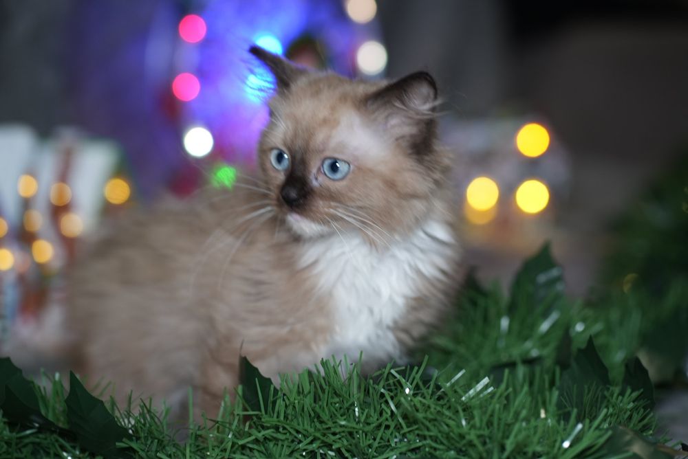 Kotka mink ragdoll/cherubim wykastrowana, do odbioru