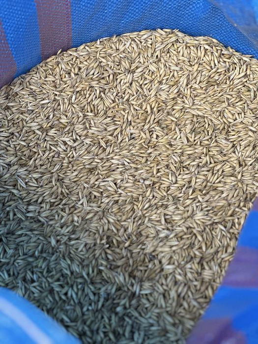 Sprzedam łubin wąskolistny karo nieczyszczony