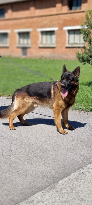 Німецька Вівчарка Вязка