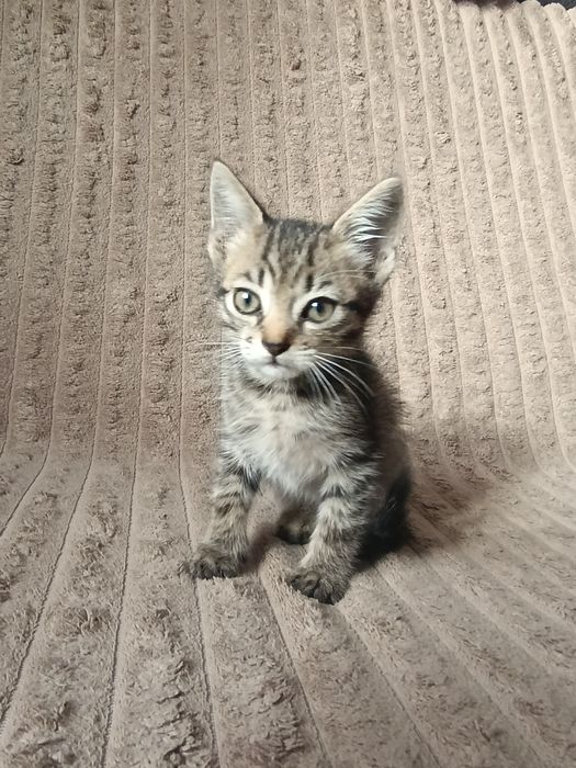 кошенята в добрі руки