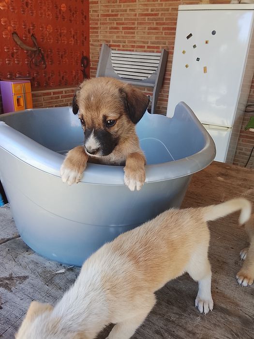 Cachorrinhos de porte médio para adoção