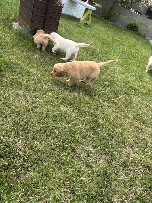 Golden retriever