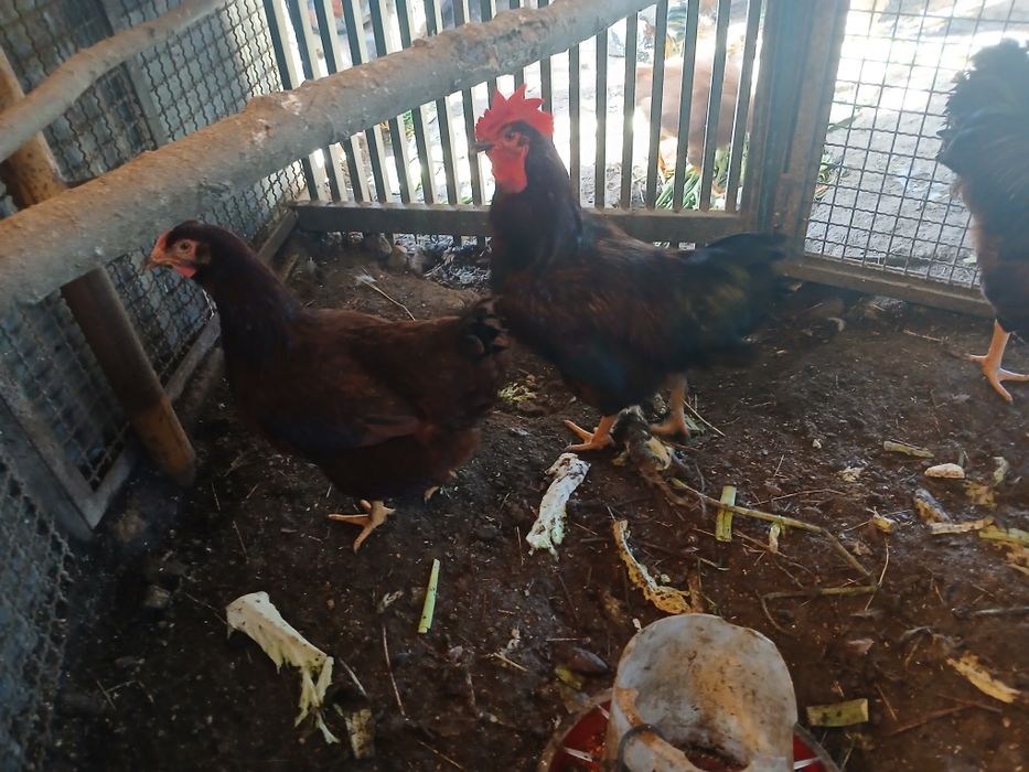 Galinhas de raça
