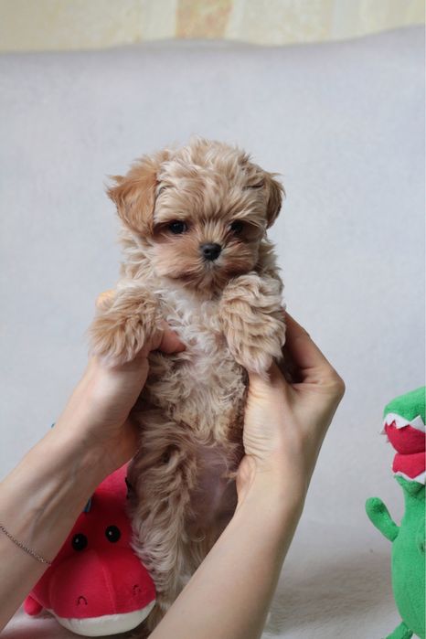 Самые маленькие мишки Мальтипу Ф1 !!!