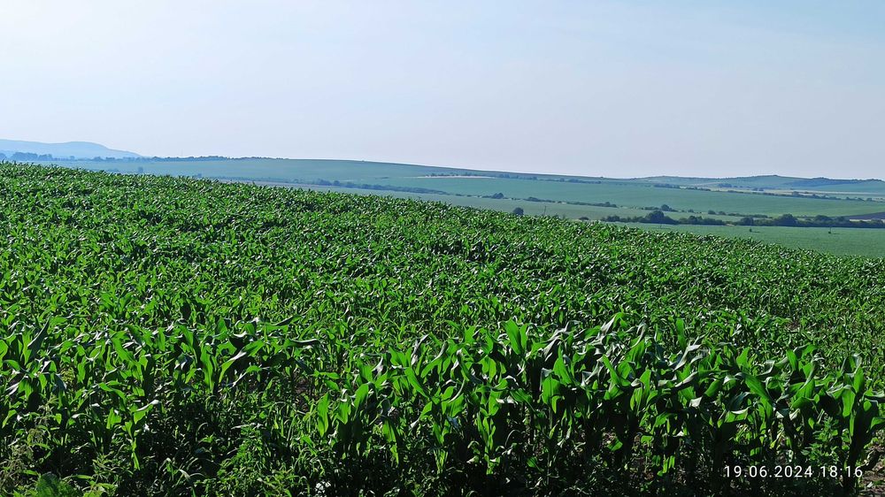 Продаж 9 Га в смт.Куликів