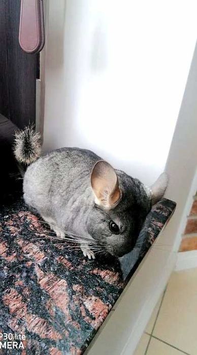 SZYNSZYLA młoda 6 miesięcy samiczka