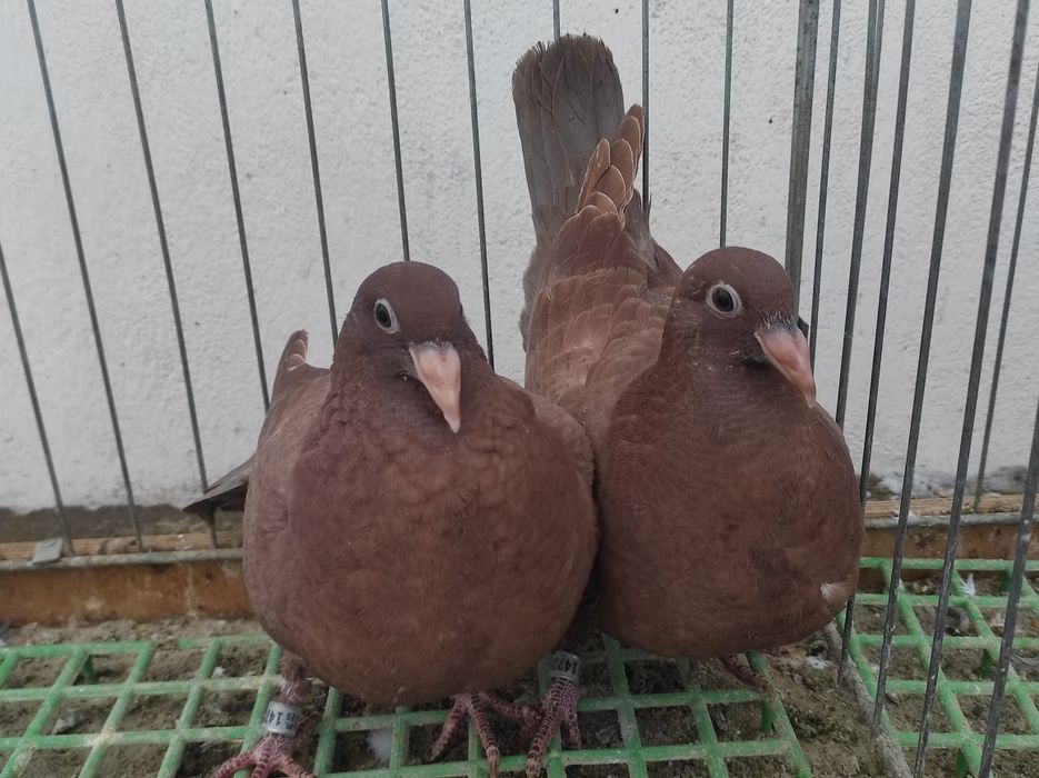 Gołębie pocztowe - Mulemansy młode