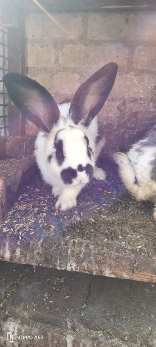 Кролики разних возрастов от3 месяцев до 1,5года очень дешево