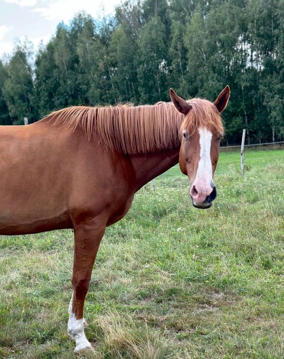 Wysoki wałach 9 lat