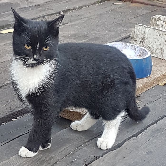 Bezdomny kocurek do adopcji