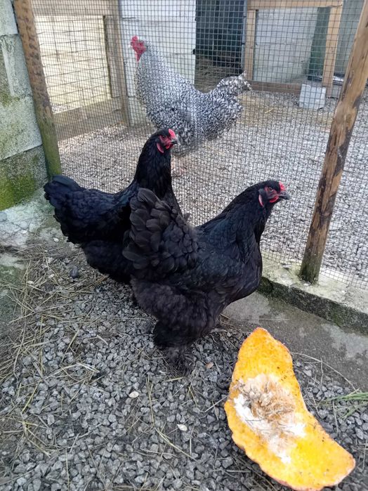 Raça de galinhas Brahma, padrão Black. Ovos para incubação.