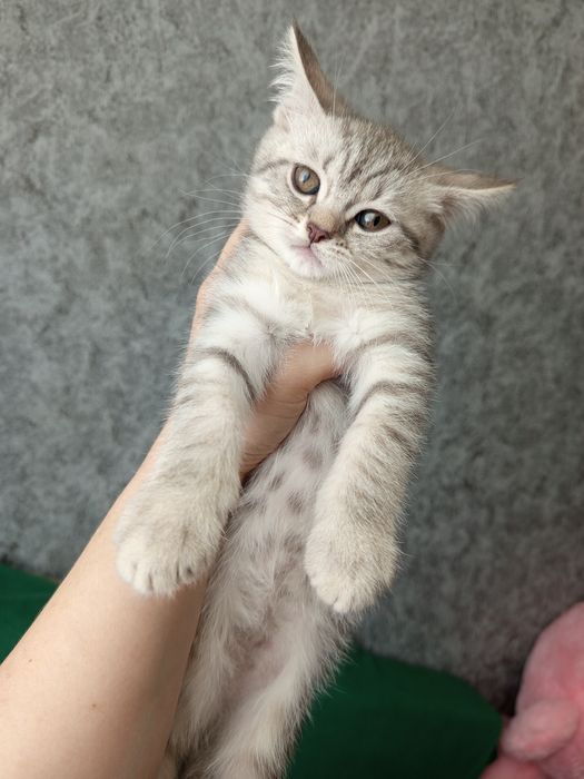Продам котят скоттиш-фолд