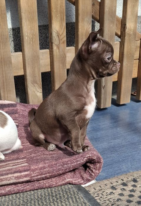 Chihuahua piesek mini