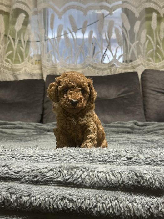 Той пудель тікап ред браун