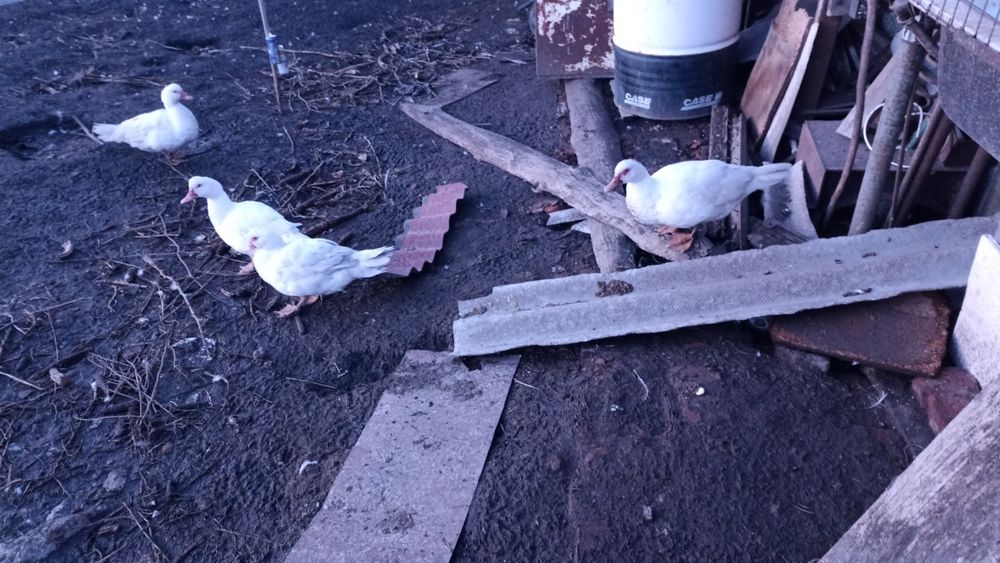 Індо качки ( мускусні)