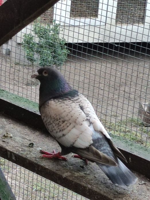 Golebie pocztowe opal