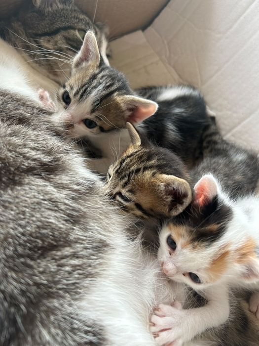 Gatinhos para adoção