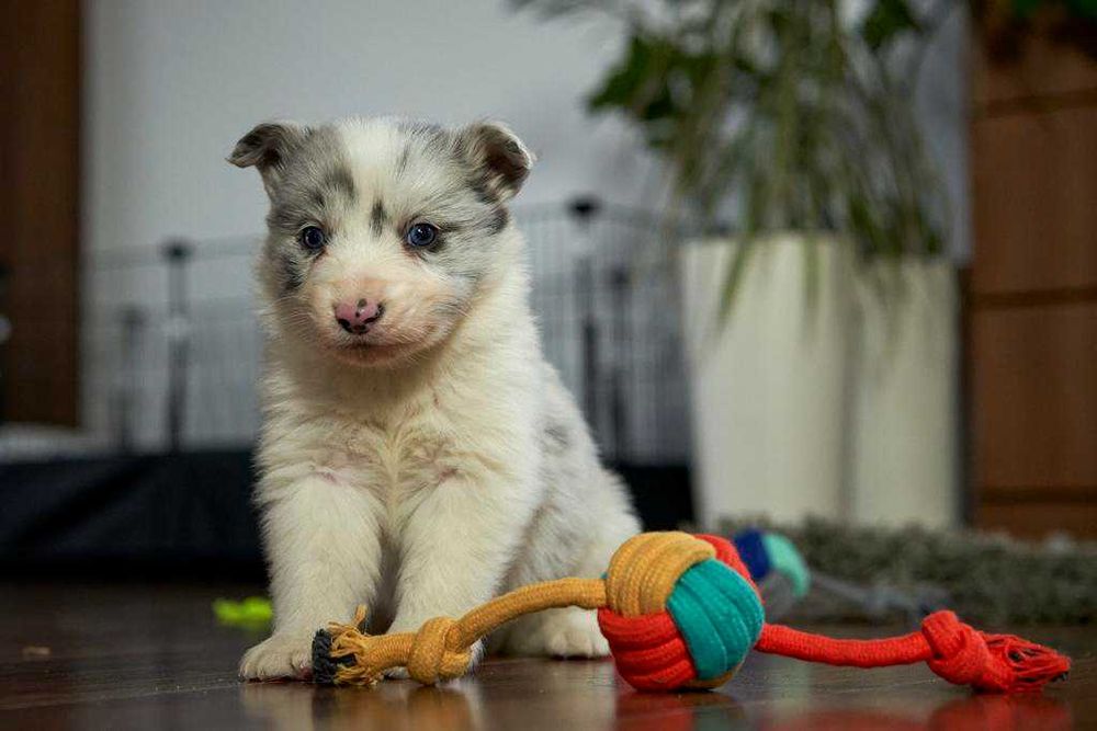 Wspaniały szczeniak Border Collie blue merle Charlie.