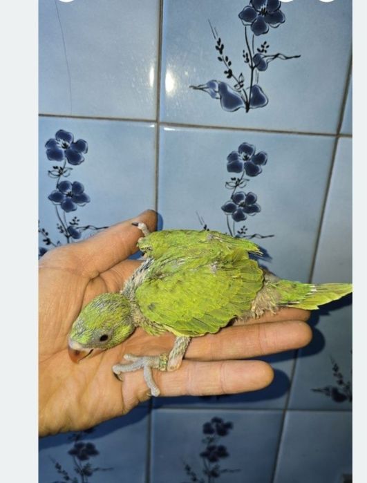 Papagaio amazonas/ ring neck demosticados