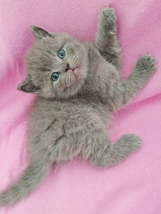 Macho British Shorthair blue