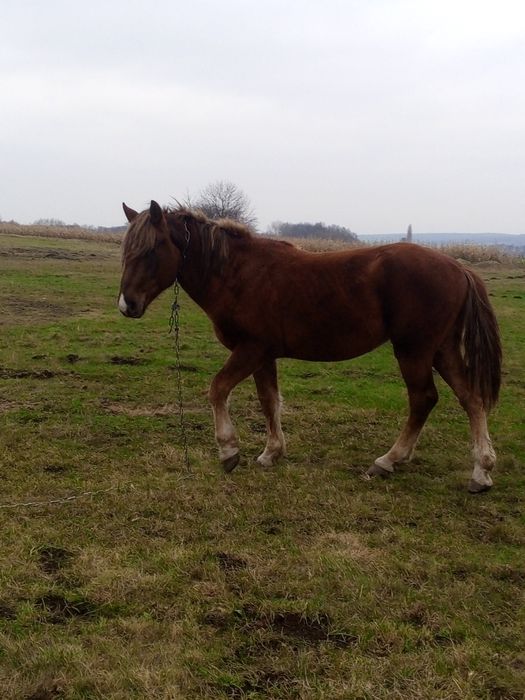 Продам гарного коня.