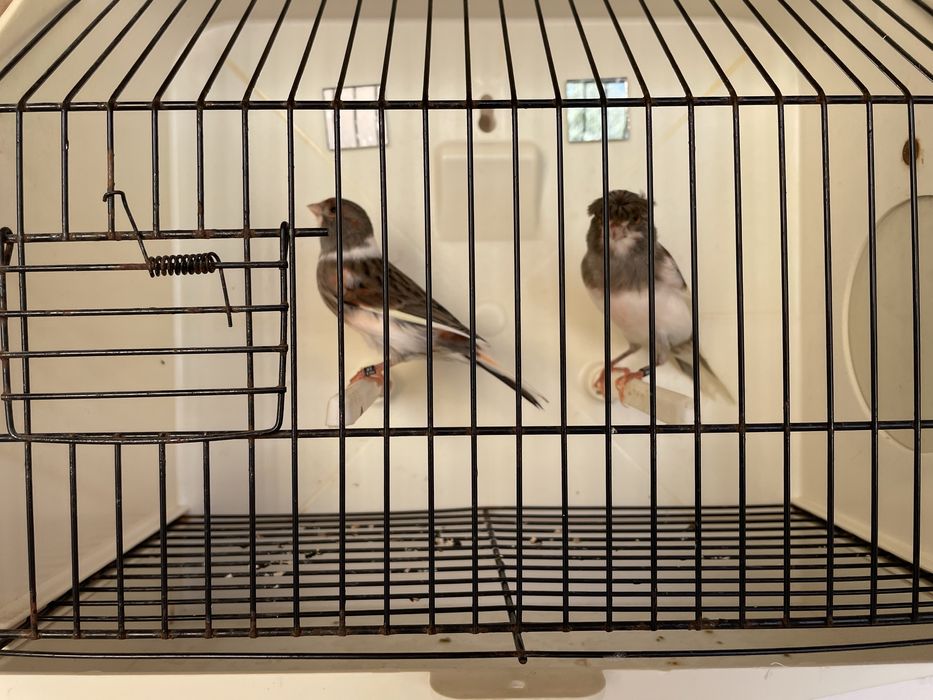 Canario Arlequim português