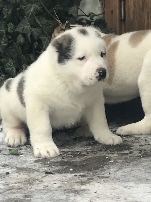 Продаж собаки/щенята алабай