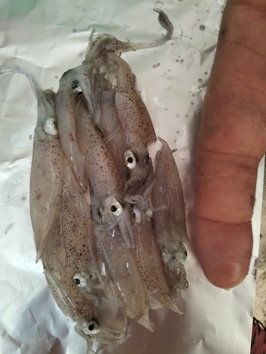 Lula de bico para pesca