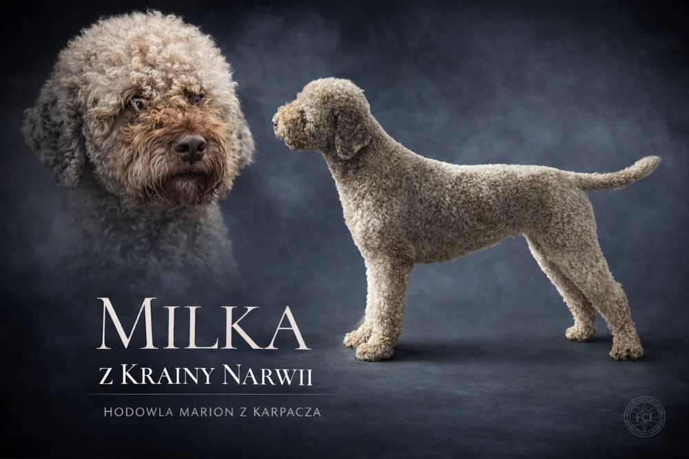 Lagotto Romagnolo FCI piesek czekoladowy ZKwP