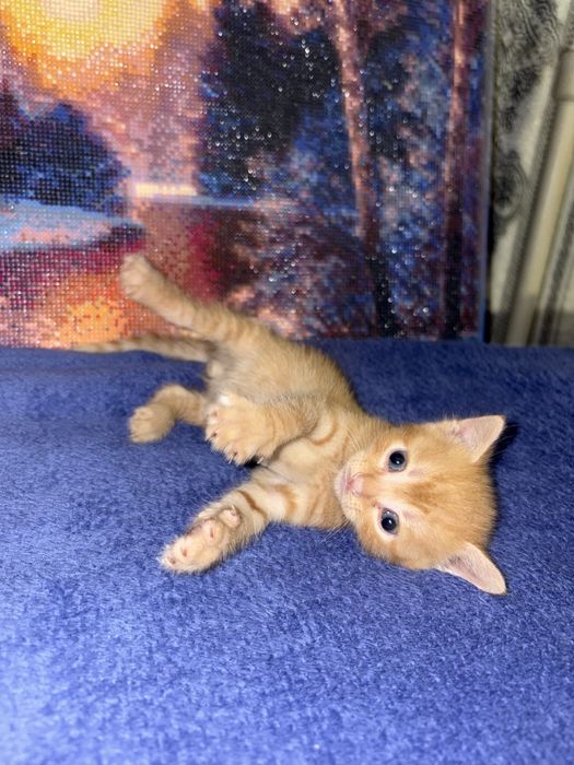 Кошеня рудий хлопчик безкоштовно народилось 5 серпня