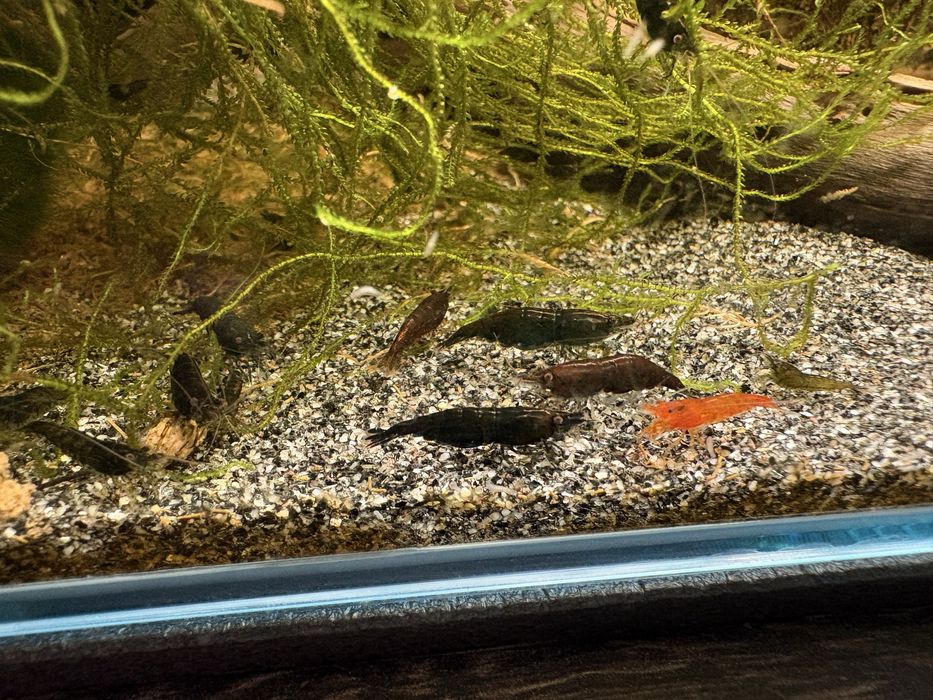 Krewetki neocaridina poselekcyjne