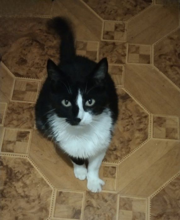 Отдам даром в добрые руки черно-белую кошечку