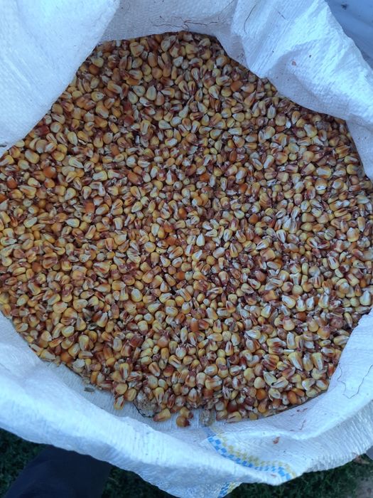 Продам Кукурузу крупную
