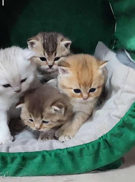 Британські кошенята
