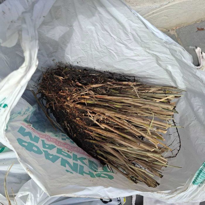 Міскантус китайський