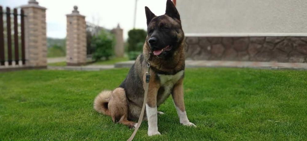 Американська АКІТА Вязка American Akita КСУ (FCI) сертифікат