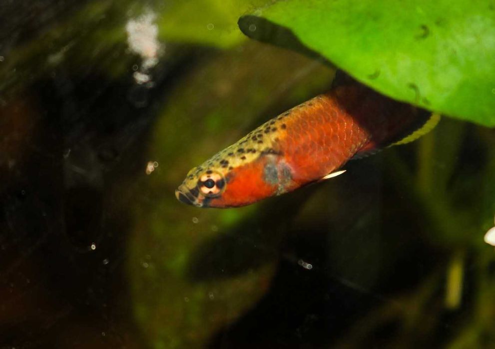 Betta albimarginata
